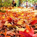 fall-clean-up-leaf-removal